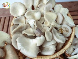 nấm bào ngư tươi