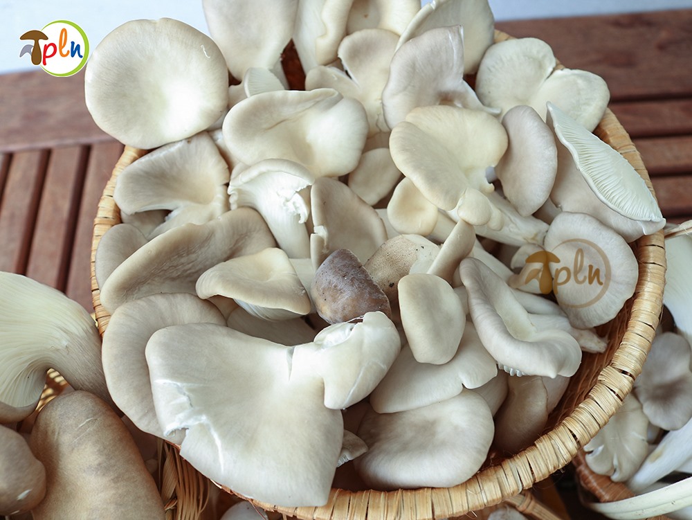Instructions On how To Properly Prepare Gray Oyster Mushroom