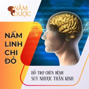 nam-linh-chi-chua-suy-nhuoc-than-kinh