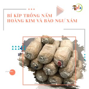 bi-kip-trong-nam-bao-ngu-xam-va-nam-hoang-kim