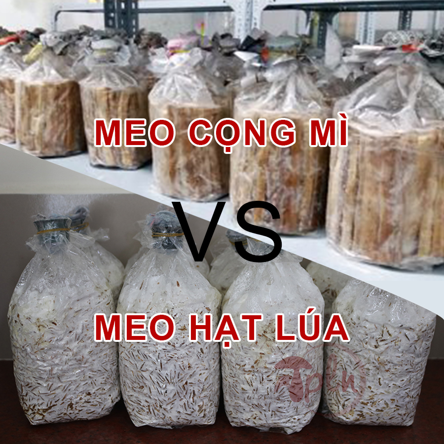 A Comparison Of Two Methods Cultivating Mushroom Species Using Cassava Stems And Rice