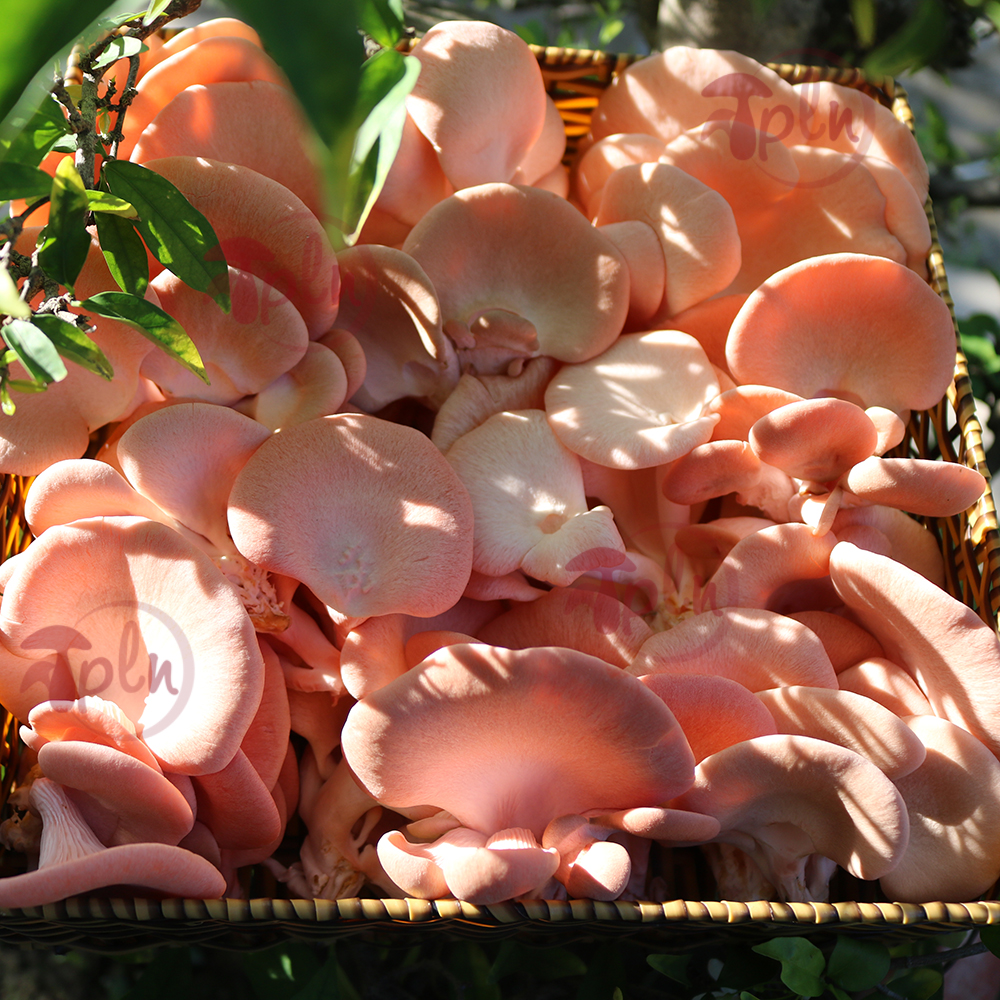 Pink Oyster Mushroom – Health and Growth Booster