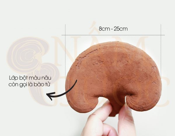 kích thước nấm linh chi